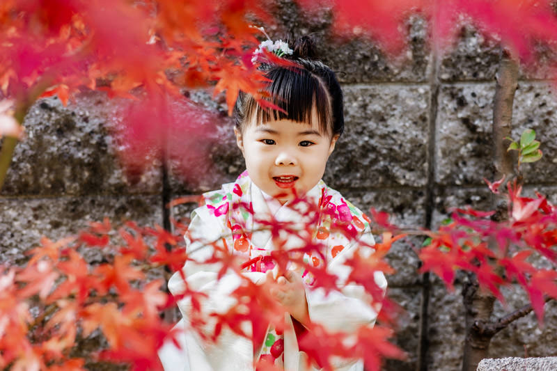 真っ赤に紅葉した紅葉と七五三の着物を着た女の子