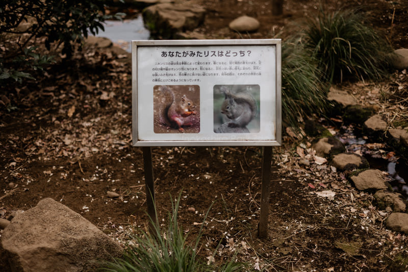 Sign in squirrel garden describing two squirrel species