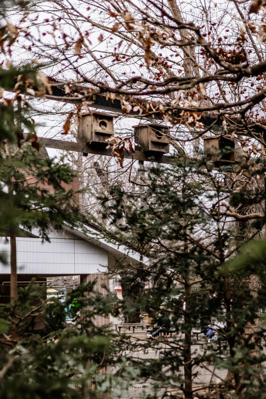 Squirrel dozing with head peeking out of wooden house