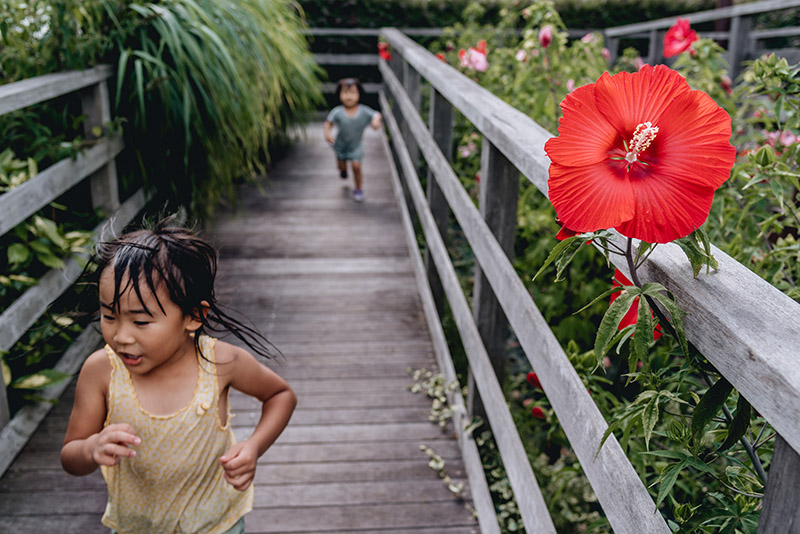 Two young children run along a wooden boardwalk surrounded by lush greenery and vibrant red hibiscus flowers. 